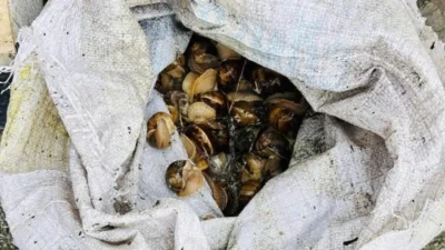 Bolu’da devriye gezen jandarma ekiplerinin dikkati sayesinde ortaya çıkarılan olayda,