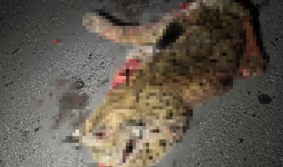 Burdur-Fethiye kara yolunda seyir halindeki bir otomobilin çarpması sonucu Türkiye’de