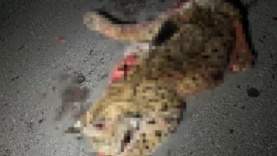 Burdur-Fethiye kara yolunda seyir halindeki bir otomobilin çarpması sonucu Türkiye’de