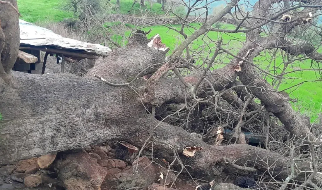 Hakkari’nin Derecik ilçesinde etkisini artıran yoğun sağanak yağışlar, bölgede beklenmedik