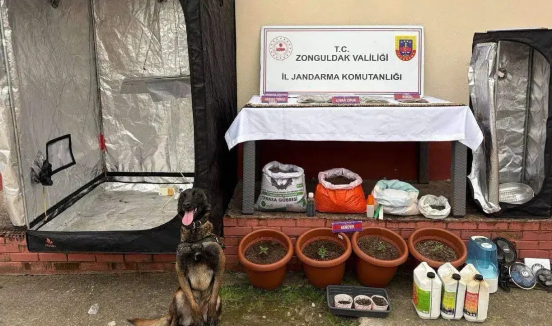 Zonguldak’ın Çaycuma ilçesinde jandarma ekipleri tarafından gerçekleştirilen geniş kapsamlı uyuşturucu