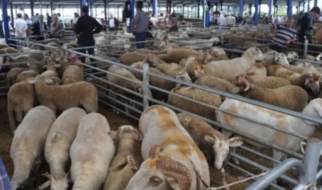 Balıkesir Valiliği’nden gelen son dakika açıklamasıyla il genelindeki tüm hayvan