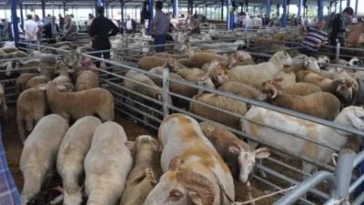 Balıkesir Valiliği’nden gelen son dakika açıklamasıyla il genelindeki tüm hayvan