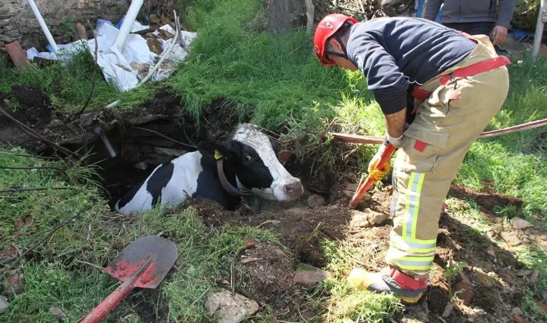 Manisa’nın Kula ilçesinde otladığı sırada dengesini kaybederek derin bir su