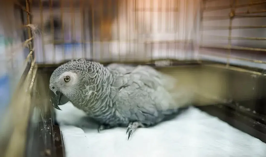 Siirt’te gerçekleştirilen denetimlerde yasa dışı yollarla nakledilmek istenirken yakalanan 8