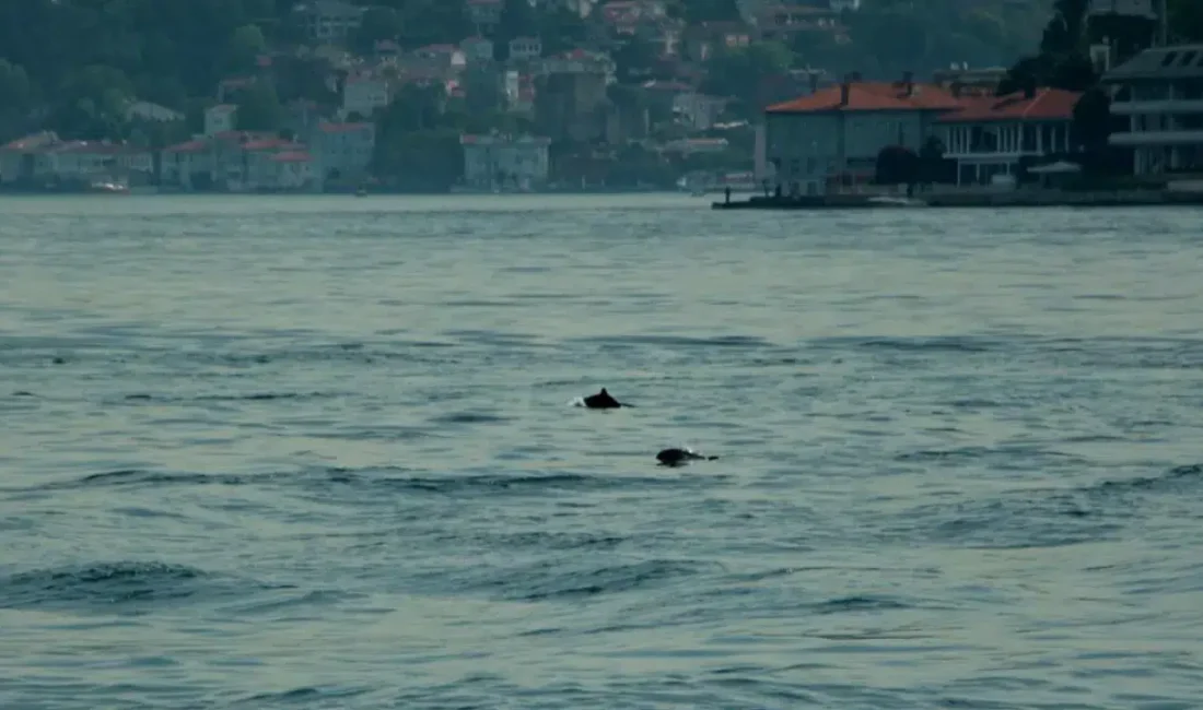 İstanbul Boğazı’nın masmavi suları, bugünlerde nadir görülen ve izleyenleri büyüleyen