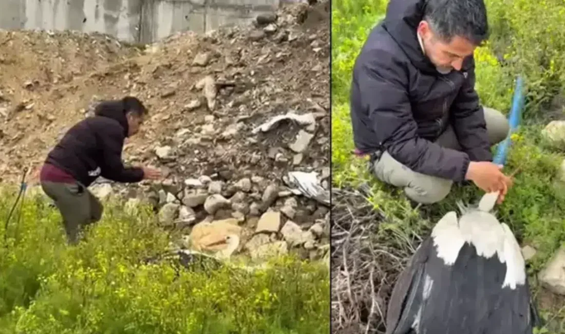 Afrika’dan Avrupa’ya uzanan binlerce kilometrelik zorlu yolculuğunda dinlenmek için Hatay’ın