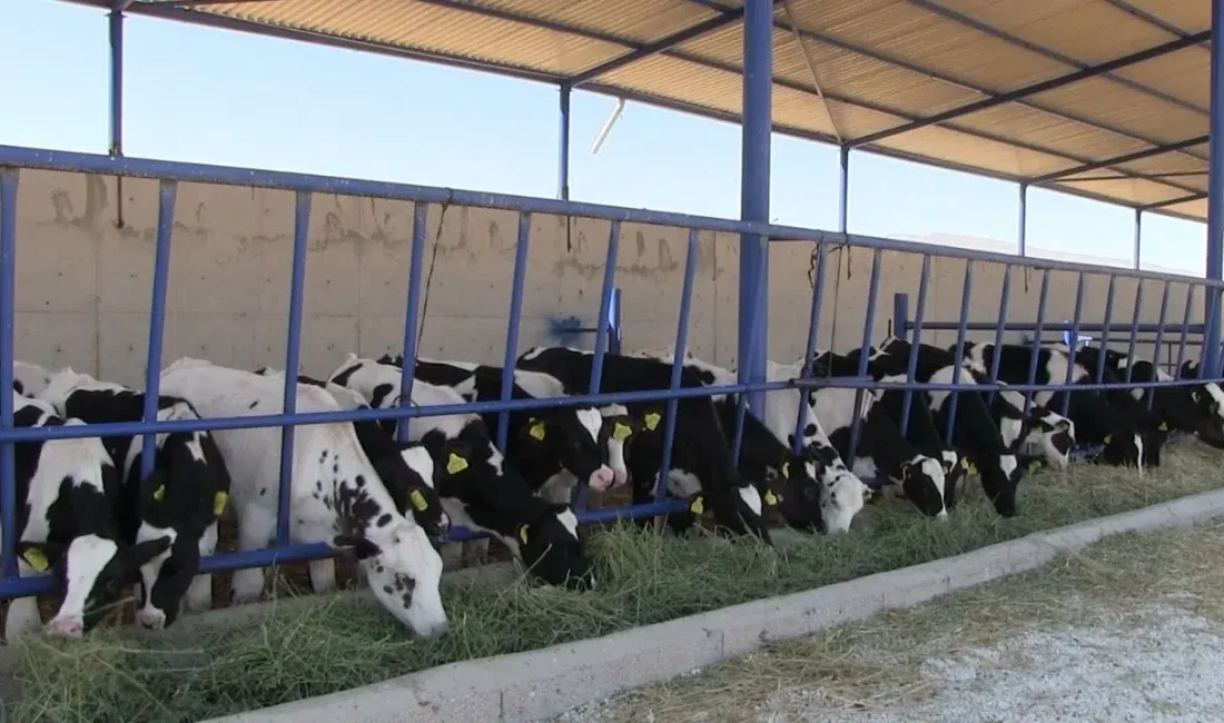 Niğde’nin Kiledere beldesinde büyükbaş hayvanlarda tespit edilen şap hastalığı bölgede