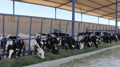 Niğde’nin Kiledere beldesinde büyükbaş hayvanlarda tespit edilen şap hastalığı bölgede