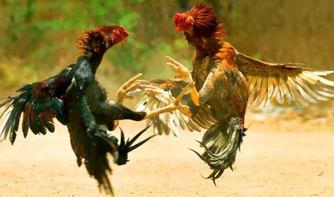 Kars’ın Kağızman ilçesinde polis ekipleri tarafından düzenlenen operasyonda, horoz dövüşü