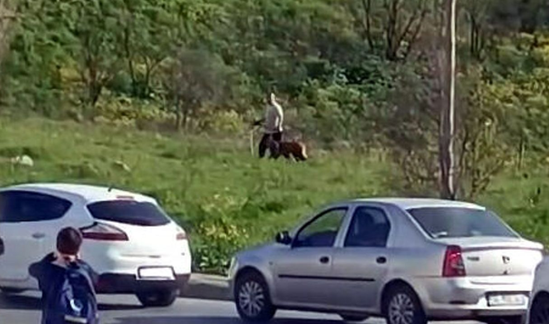 İstanbul Avcılar’da güpegündüz yaşanan korkunç olayda, bir kişinin köpeğine kemerle