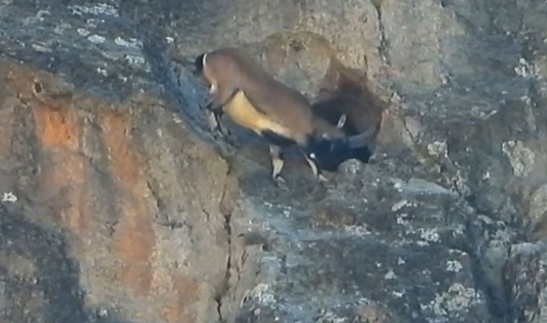 Gümüşhane’nin yüksek rakımlı sarp kayalıklarında kaydedilen ve izleyenleri hayrete düşüren