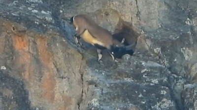 Gümüşhane’nin yüksek rakımlı sarp kayalıklarında kaydedilen ve izleyenleri hayrete düşüren