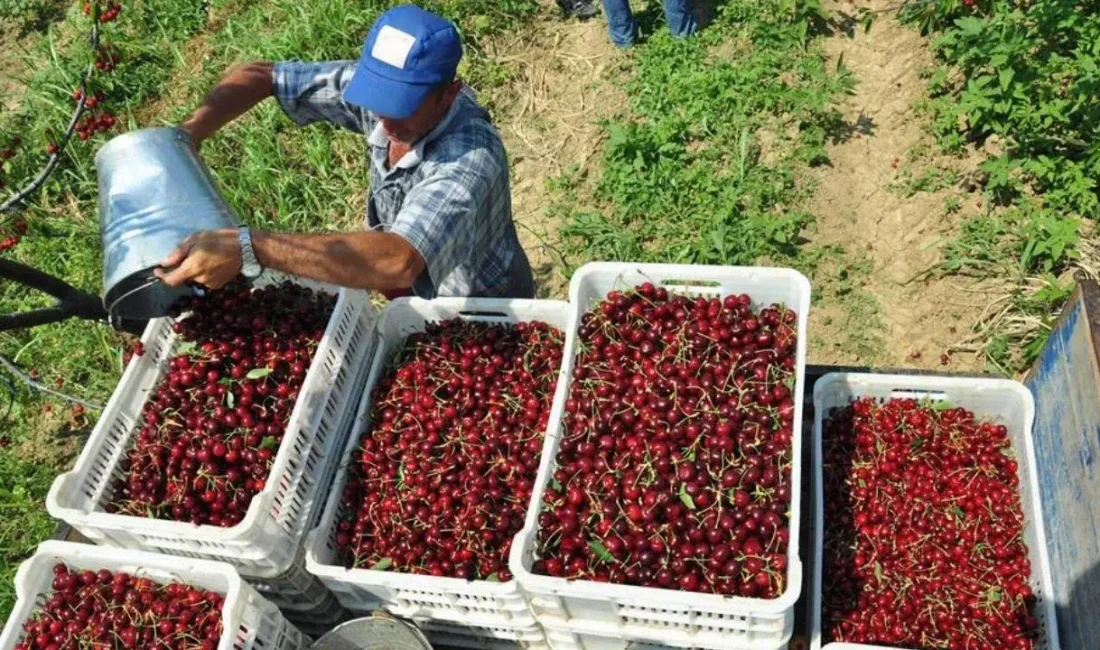 Afyonkarahisar’ın Sandıklı ilçesinde hayata geçirilen devrim niteliğindeki jeotermal sera projesinde