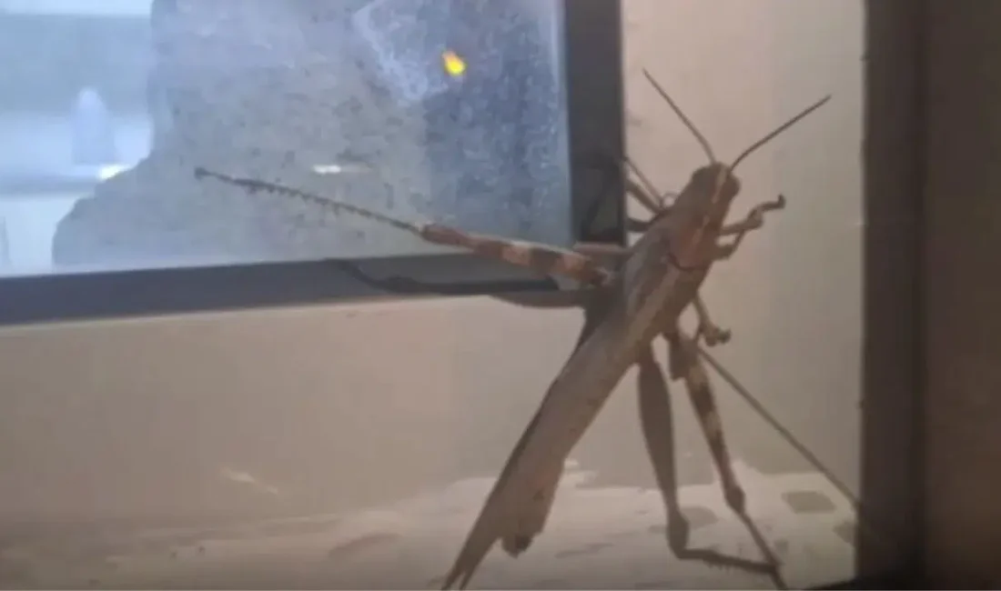 Diyarbakır’ın Silvan ilçesinde bir güvenlik kulübesine çarpan ve yaklaşık 25