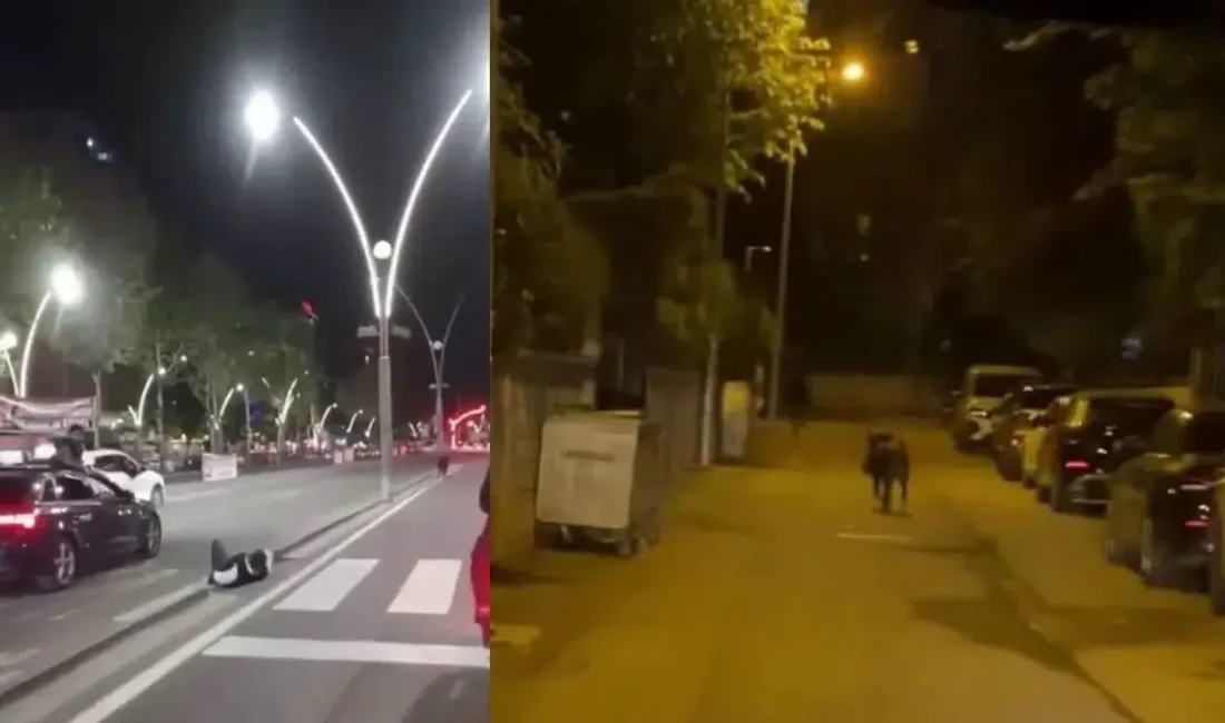Batman’da akşam saatlerinde şehir merkezine kadar inen yaban domuzu kent