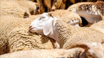 Diyanet İşleri Başkanlığı tarafından yayımlanan 2026 dini günler takvimiyle birlikte