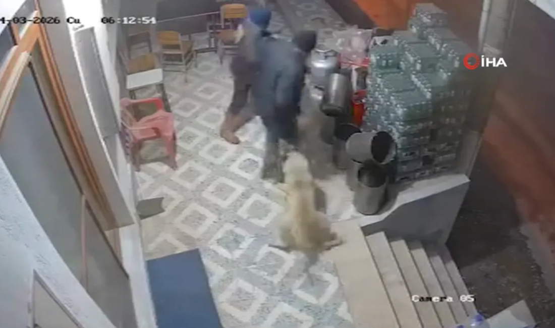 Manisa’nın Sarıgöl ilçesinde meydana gelen kan dondurucu olayda, sahipsiz köpeklerin
