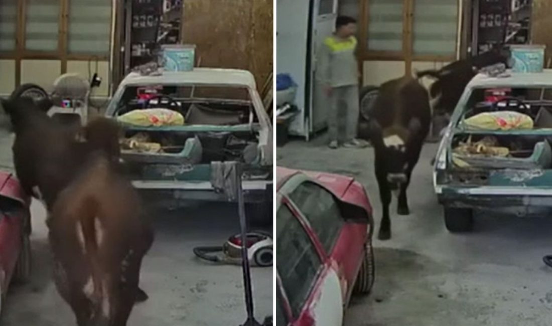 Ankara’nın Elmadağ ilçesinde ahırdan kaçan kurbanlık danaların bir oto tamirhanesine