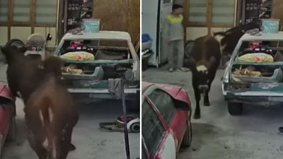 Ankara’nın Elmadağ ilçesinde ahırdan kaçan kurbanlık danaların bir oto tamirhanesine