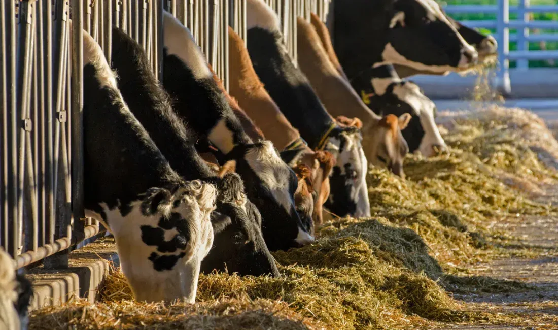 Türkiye İstatistik Kurumu tarafından paylaşılan Şubat 2026 dönemi verileri, süt