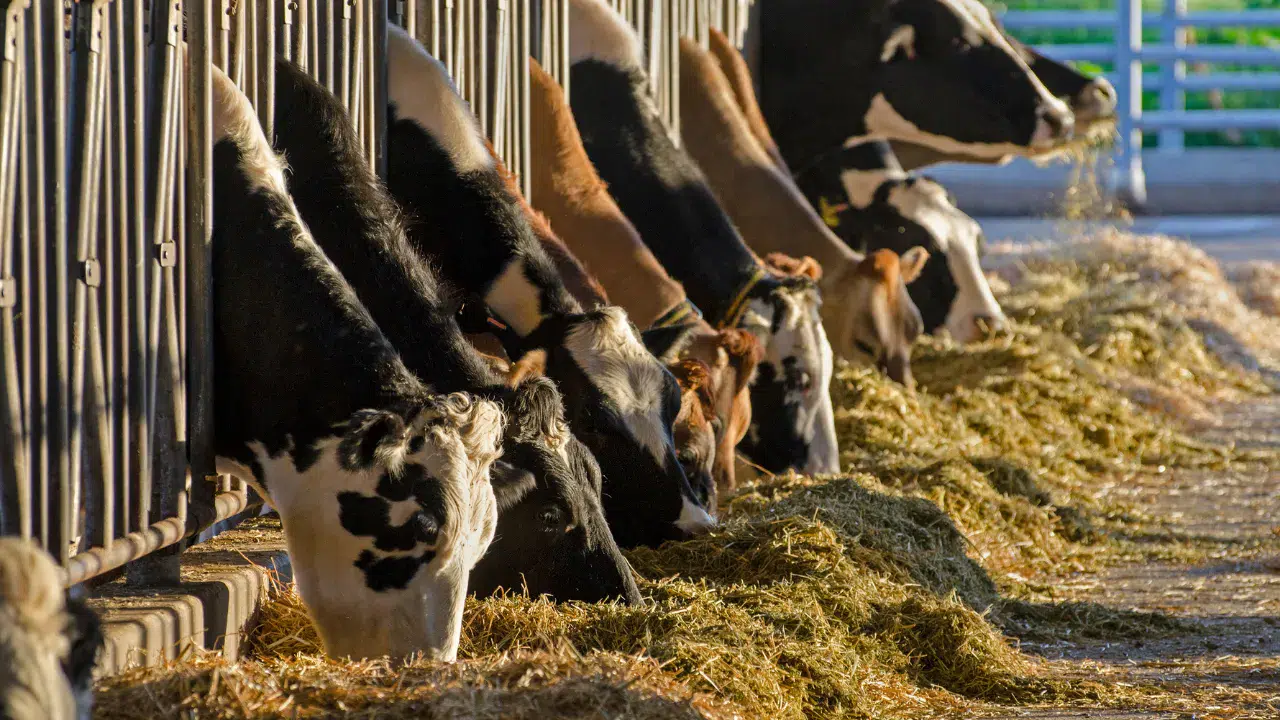 Türkiye İstatistik Kurumu tarafından paylaşılan Şubat 2026 dönemi verileri, süt