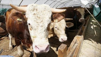 2026 Kurban Bayramı için geri sayım devam ederken milyonlarca vatandaşın