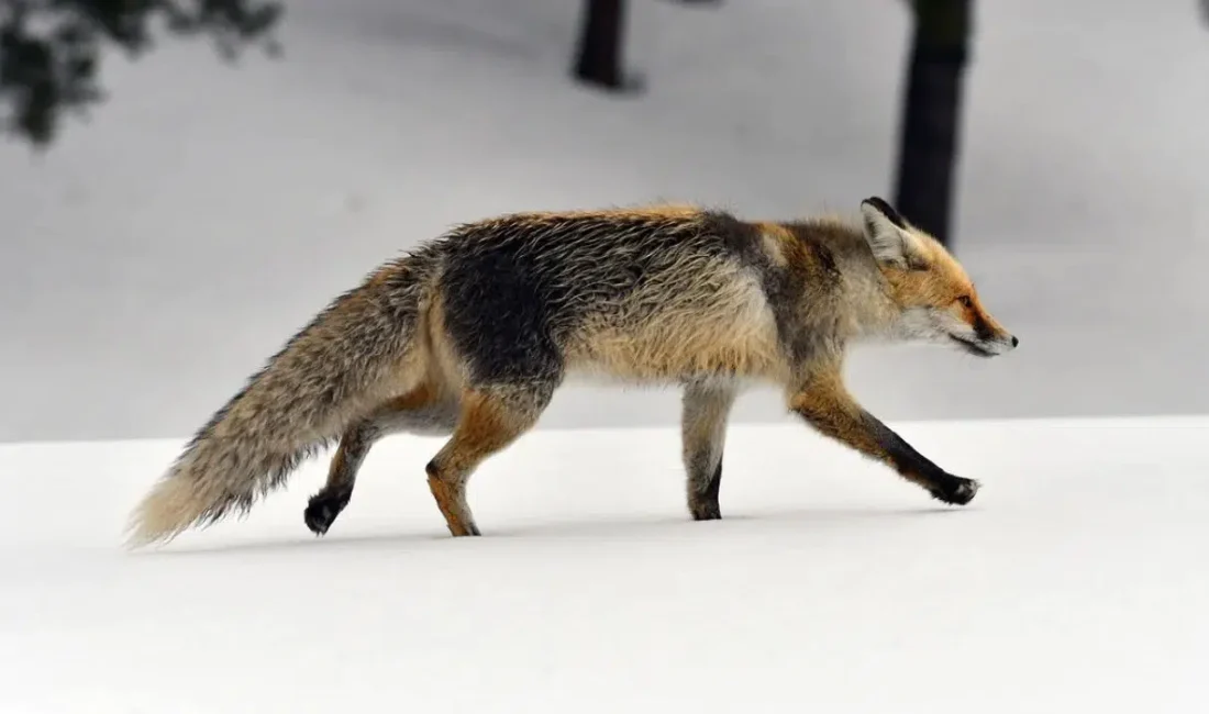 Kars’ın Sarıkamış ilçesinde üç gündür aralıksız devam eden yoğun kar