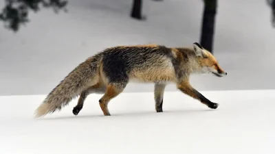 Kars’ın Sarıkamış ilçesinde üç gündür aralıksız devam eden yoğun kar