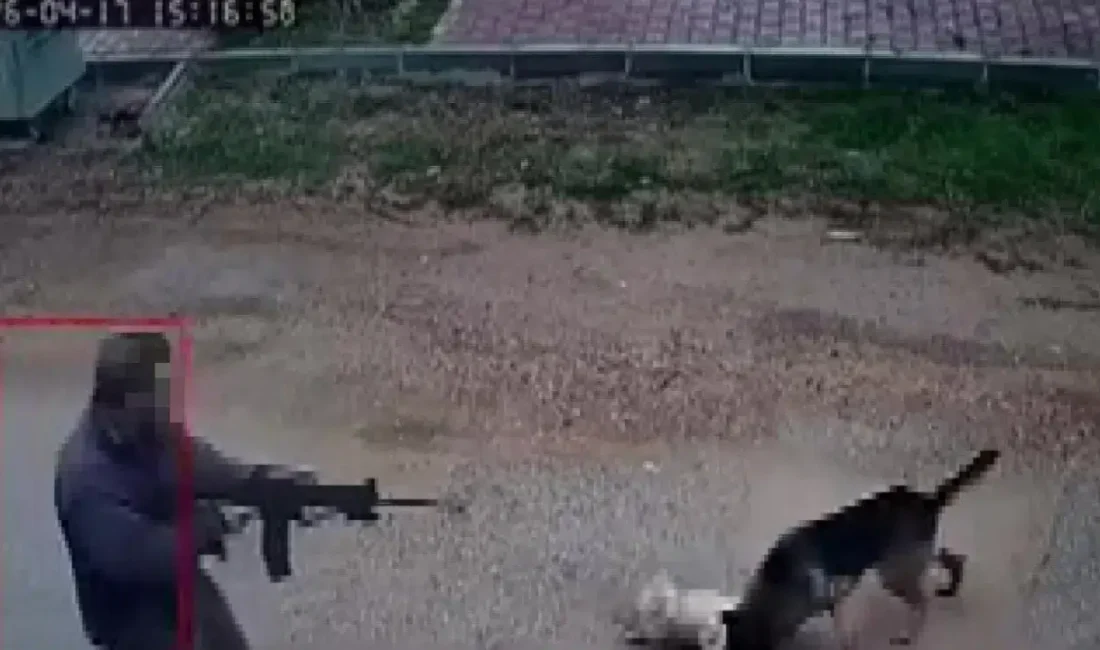 Antalya’nın Kepez ilçesinde sokak ortasında kavga eden köpeklerin arasına pompalı