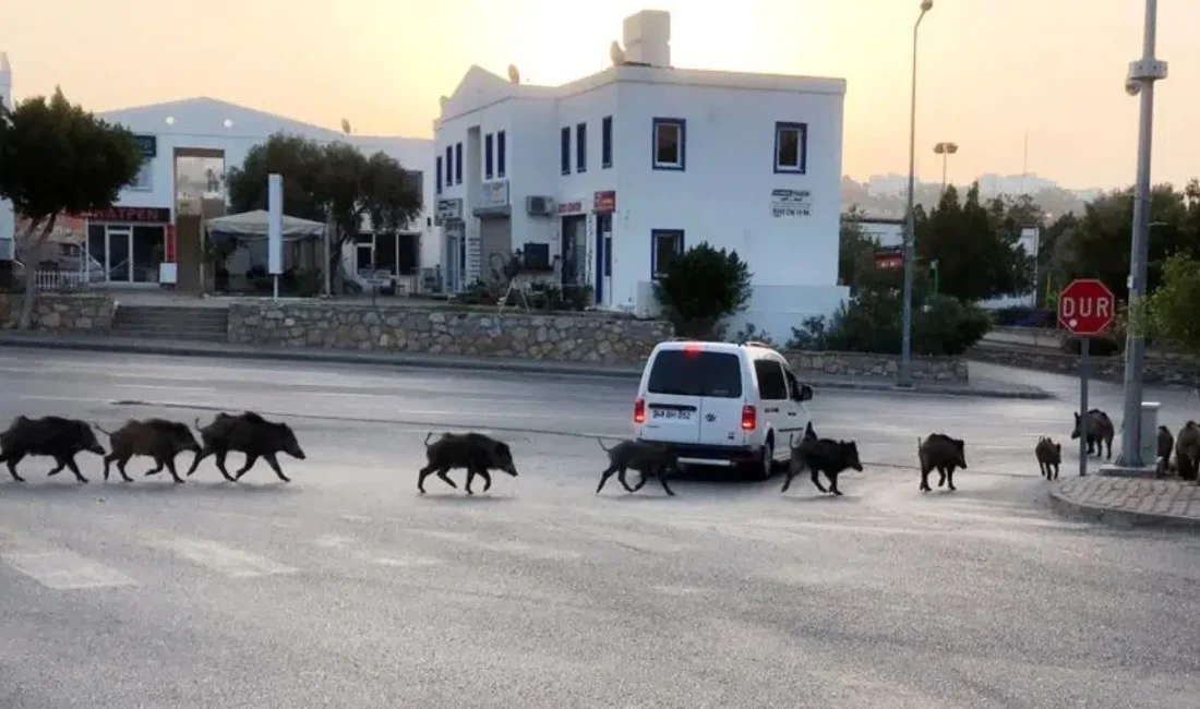 İstanbul Sarıyer’de aç kalan yabani domuzların yiyecek arayışı hastane bahçesine