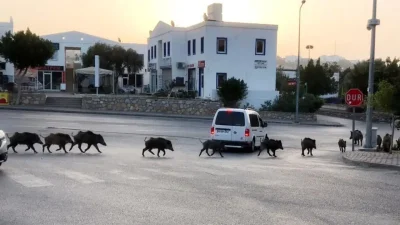 İstanbul Sarıyer’de aç kalan yabani domuzların yiyecek arayışı hastane bahçesine