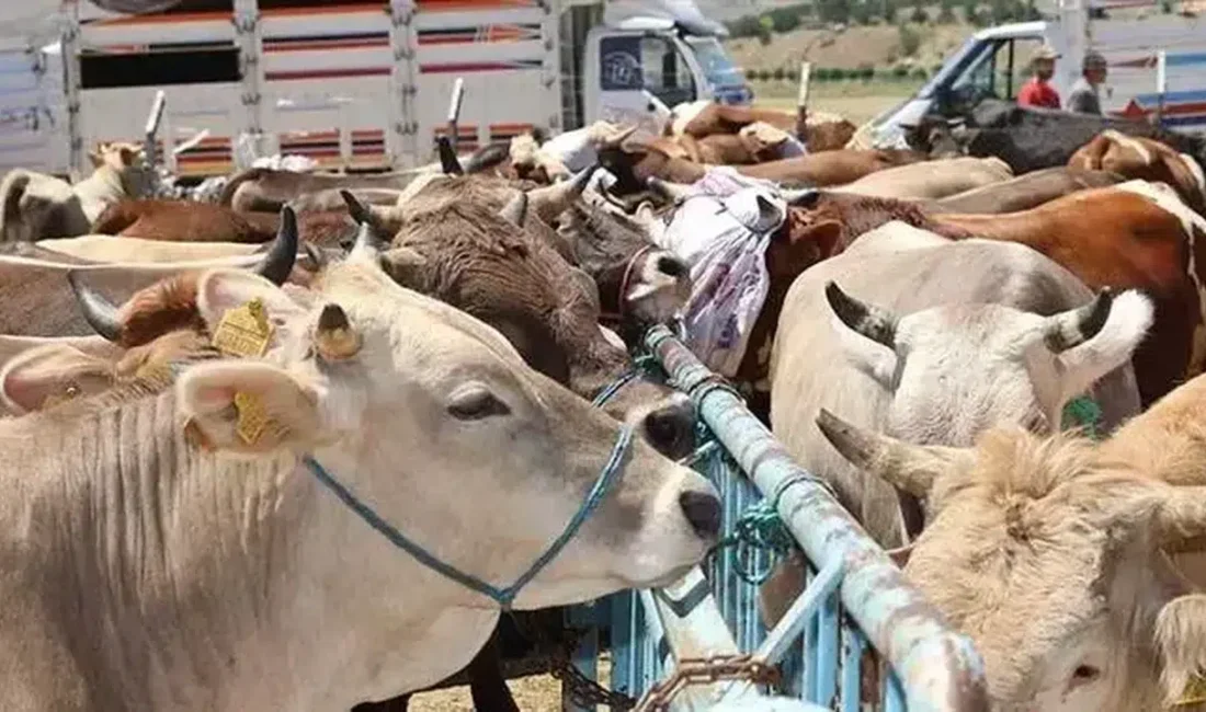 Bursa’nın Kestel ilçesinde yaklaşan Kurban Bayramı öncesinde kurbanlık pazarının ne