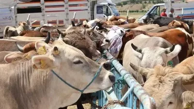 Bursa’nın Kestel ilçesinde yaklaşan Kurban Bayramı öncesinde kurbanlık telaşı şimdiden