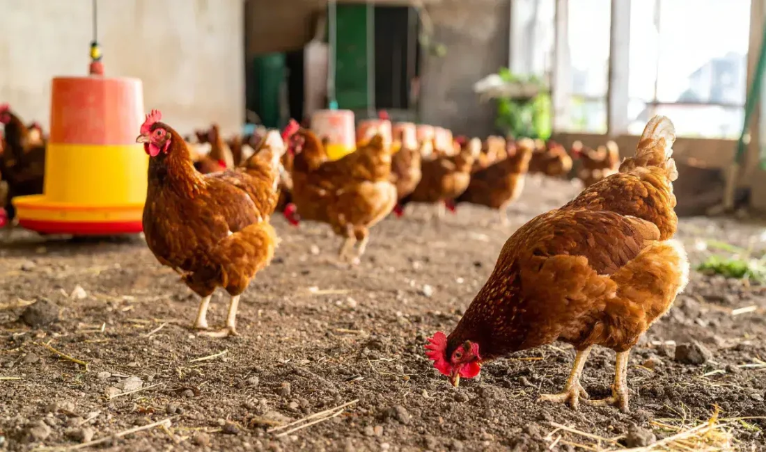 Türkiye İstatistik Kurumu tarafından açıklanan son veriler kümes hayvancılığı sektöründeki