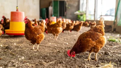 Türkiye İstatistik Kurumu tarafından açıklanan son veriler kümes hayvancılığı sektöründeki