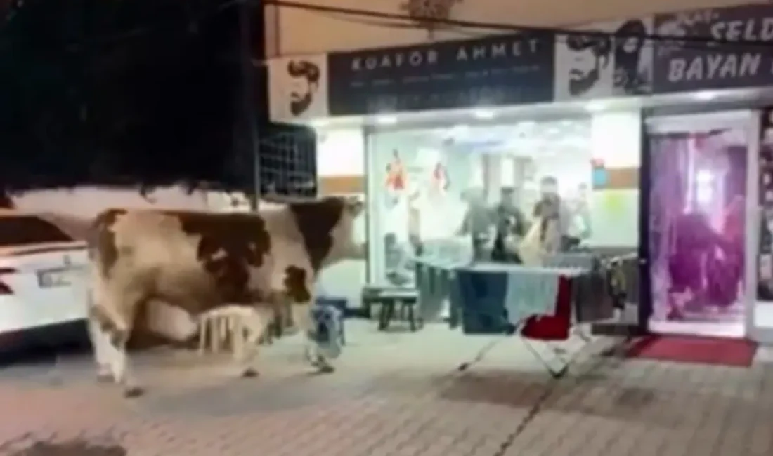 Sultanbeyli Hamidiye Mahallesi’nde sahibinin elinden kaçan kurbanlık bir tosun, güpegündüz
