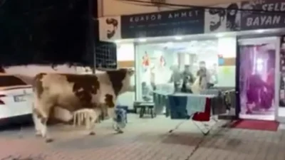 Sultanbeyli Hamidiye Mahallesi’nde sahibinin elinden kaçan kurbanlık bir tosun, güpegündüz