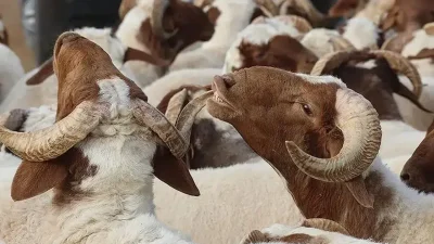 Milyonlarca vatandaşın planlarını şekillendirmek için merakla beklediği 2026 Kurban Bayramı