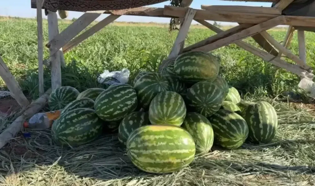 Antalya’nın Kumluca ilçesinde yetiştirilen ve benzersiz aromasıyla tadanları kendine hayran