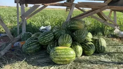 Antalya’nın Kumluca ilçesinde yetiştirilen ve benzersiz aromasıyla tadanları kendine hayran