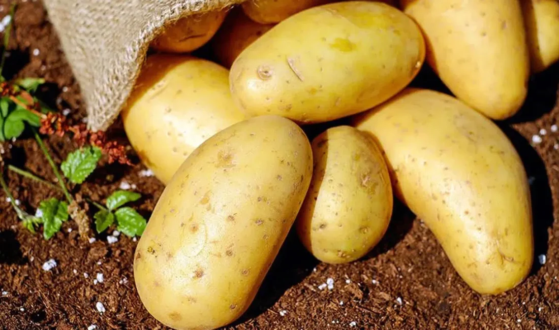 Mutfakların temel direği olan patates fiyatlarında yaşanan yüzde 700’lük devasa