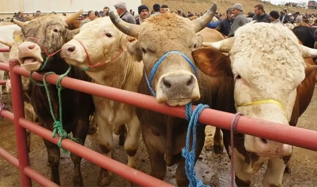 Milyonlarca vatandaşın şimdiden ajandasına not etmeye başladığı 2026 yılı Kurban