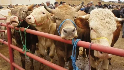 Milyonlarca vatandaşın şimdiden ajandasına not etmeye başladığı 2026 yılı Kurban