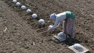 Bursa’nın Karacabey ilçesinde tarım sezonunun en kritik ve yorucu dönemlerinden