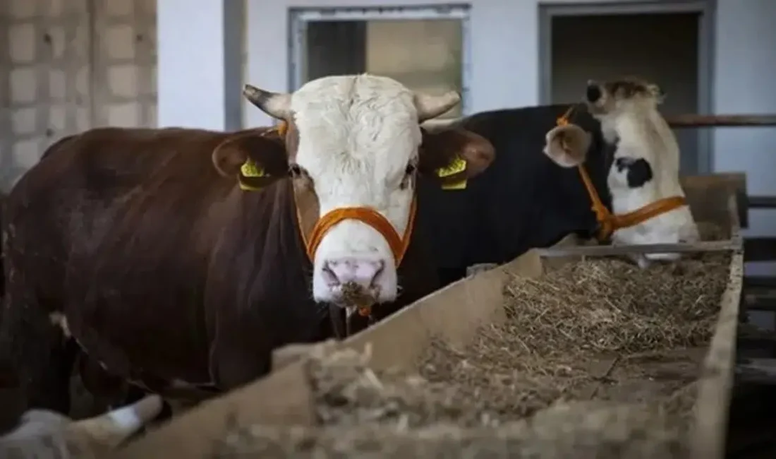 2026 Kurban Bayramı öncesinde milyonlarca vatandaşın merakla beklediği kurbanlık fiyatları
