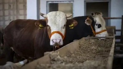 2026 Kurban Bayramı öncesinde milyonlarca vatandaşın merakla beklediği kurbanlık fiyatları