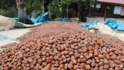 Sakarya fındık piyasasında son günlerde yaşanan hareketlilik hem üreticiyi hem