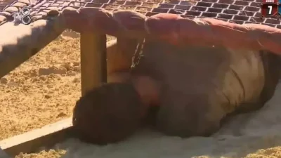 Survivor hayranları ekran başına kilitlendi Barış Murat Yağcı elendi mi