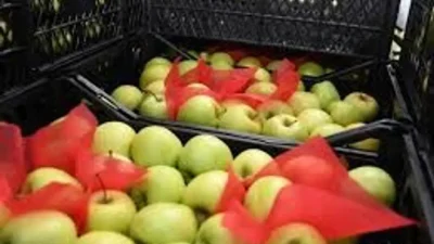 Türkiye’nin elma üretim merkezi Isparta’da kilogram fiyatlarının 100 lira bandına